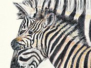 Zebra mare and foal Drawing by Leonie Bell