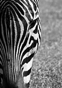 Zebra Stripes Photograph by Sabrina L Ryan
