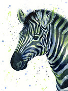 Zebra Watercolor Blue Green  Painting by Olga Shvartsur