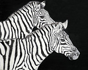 Zebras Drawing by Carol Morris