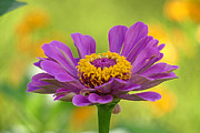 Zinnia Photograph by Amy Dundon