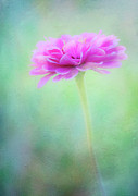 Painted Pink Zinnia Photograph by Anita Pollak