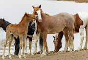 Affection Time #1 Photograph by Ronnie And Frances Howard