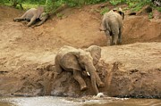 African Elephant (loxodonta Africana) #1 Photograph by Roger De La Harpe