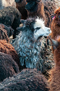 Alpaca And Llama Farm #1 Photograph by Science Photo Library