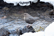 American Dipper Foraging On The Edge Of The Frozen Upper #1 Photograph by Nick Garbutt / Naturepl.com American Dipper Foraging On The Edge Of The Frozen Upper #1 Photograph by Nick Garbutt / Naturepl.com