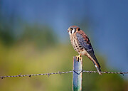 American Kestrel #1 Photograph by Verdon