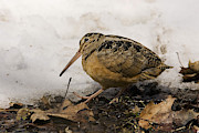 American Woodcock #1 Photograph by James Zipp