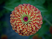 An Orange and Green Dahlia at the North Carolina State Arboretum #1 Photograph by L Bosco