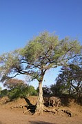Ana Tree Or Apple-ring Acacia #1 Photograph by Roger De La Harpe