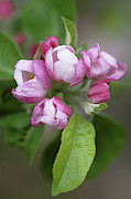Apple Blossom (malus X Domestica) #1 Photograph by Science Photo Library