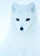 Arctic Fox, In Winter Coat Portrait, Svalbard, Norway #1 Photograph by Danny Green / Naturepl.com Arctic Fox, In Winter Coat Portrait, Svalbard, Norway #1 Photograph by Danny Green / Naturepl.com