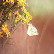 Around The Meadow 3 #2 Photograph by Jaroslav Buna