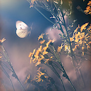 Around The Meadow #2 Photograph by Jaroslav Buna Around The Meadow #2 Photograph by Jaroslav Buna