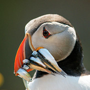 Atlantic Puffin With Beakful Of Fish #1 Photograph by Science Photo Library