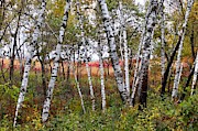 Autumn Birch Grove #1 Photograph by Sarah Lilja