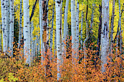 Autumn In Color #1 Photograph by John De Bord