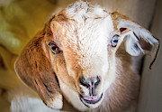 Baby Goat #1 Photograph by Natalie Rotman Cote