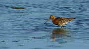 Bar-tailed Godwit Limosa lapponica #1 Photograph by Sapiens Verbum Bar-tailed Godwit Limosa lapponica #1 Photograph by Sapiens Verbum