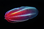 Beroe Comb Jelly #1 Photograph by Science Photo Library