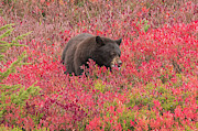 Berries for the Bear Photograph by E Faithe Lester