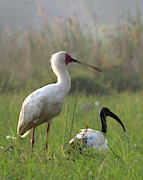 Birds #1 Photograph by Eric Pengelly Birds #1 Photograph by Eric Pengelly