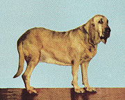 Bloodhound #1 Drawing by CSA Images Bloodhound #1 Drawing by CSA Images