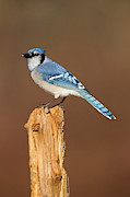 Blue Jay #1 Photograph by James Zipp