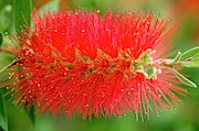 Bottlebrush (callistemon Sp.) #1 Photograph by Science Photo Library