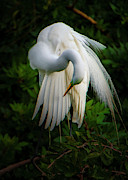 Breeding Plumage and Color #1 Photograph by Donald Brown