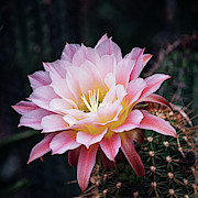 Cactus Bloom in Pink #2 Photograph by Julie Palencia