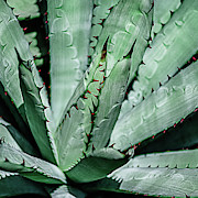 Cactus Desert Plant #2 Photograph by Julie Palencia