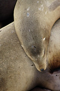 California sea lions asleep #1 Photograph by Steve Estvanik California sea lions asleep #1 Photograph by Steve Estvanik
