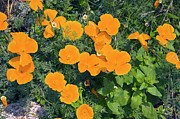 Californian Poppy (eschscholzia Sp.) #1 Photograph by Science Photo Library