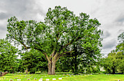 Centennial Oak, Salem Oak Tree #1 Photograph by Louis Dallara Centennial Oak, Salem Oak Tree #1 Photograph by Louis Dallara