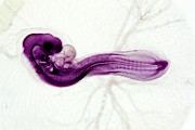 Chicken Embryo #1 Photograph by Science Photo Library