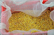 Chicken Feed #1 Photograph by Science Photo Library