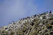 Common Murres and pelagic cormorant #1 Photograph by Steve Estvanik