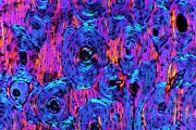 Compact Bone #1 Photograph by Science Photo Library