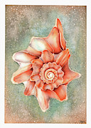 Knobbed Whelk Painting by Hilda Wagner
