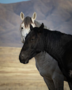 Contrasts #1 Photograph by Mary Hone