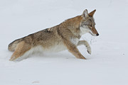 Coyote, Canis Latrans,in Deep Snow #1 Photograph by Sarah Darnell