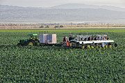 Crew Harvesting Organic Cauliflower #1 Photograph by Inga Spence