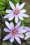 Cross-berry Raisin Flower (grewia Occidentalis) #1 Photograph by Science Photo Library