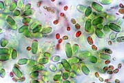 Cyanobacteria #1 Photograph by Science Photo Library