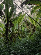 Deep jungle #2 Photograph by Robert Grac