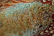 Detail Of American Blue Backed Pheasant #1 Photograph by Sarah Darnell