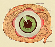 Diagram of Human Eye #1 Drawing by CSA Images Diagram of Human Eye #1 Drawing by CSA Images