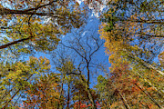 Dreaming in Smithgall Woods #2 Photograph by Bernd Laeschke Dreaming in Smithgall Woods #2 Photograph by Bernd Laeschke