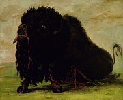 Dying Buffalo, Shot With An Arrow Painting by George Catlin